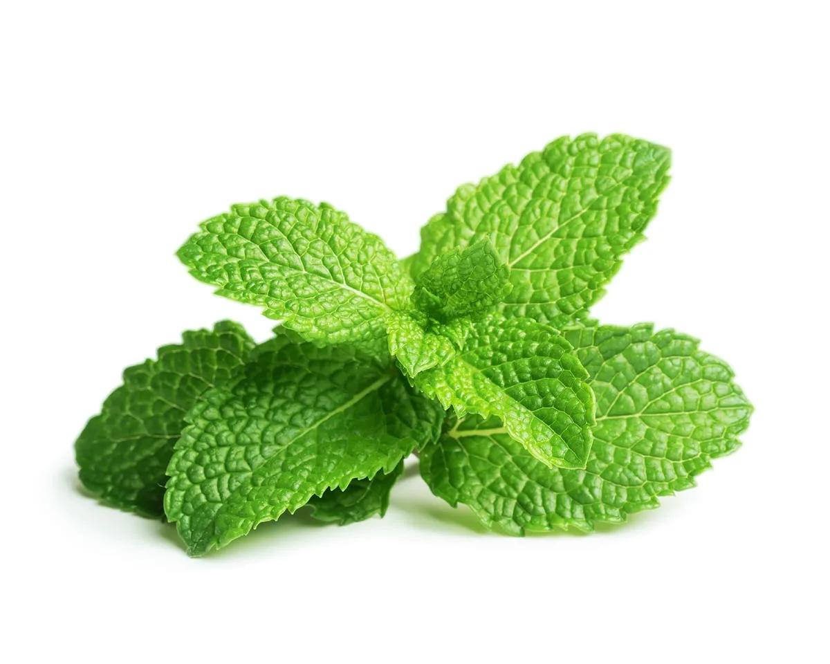 Click & Grow Peppermint Plant Pods