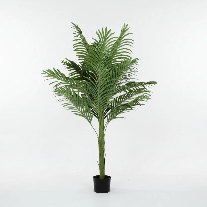 Lule / Palme 36 Dege / 2m