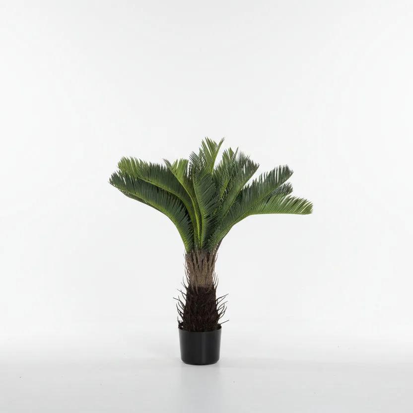 Lule / Peme / 70cm