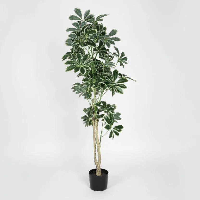 Lule / Peme fiku / 1.45m