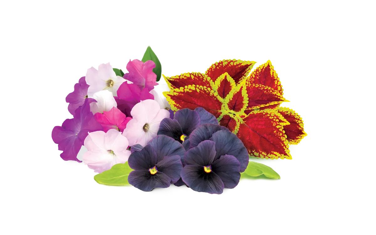 Click & Grow Vibrant Flower Mix 9-pack