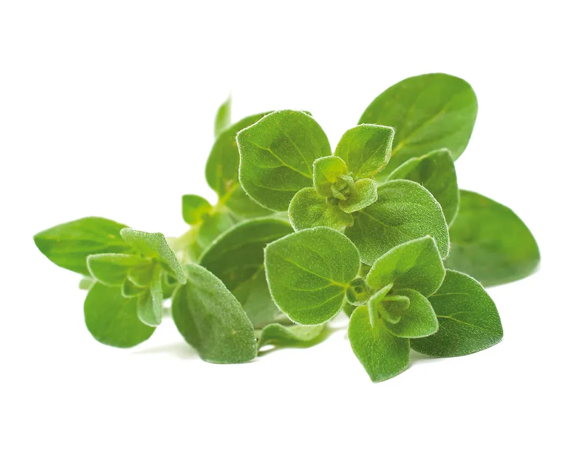 Clik & Grow Oregano 3-pack