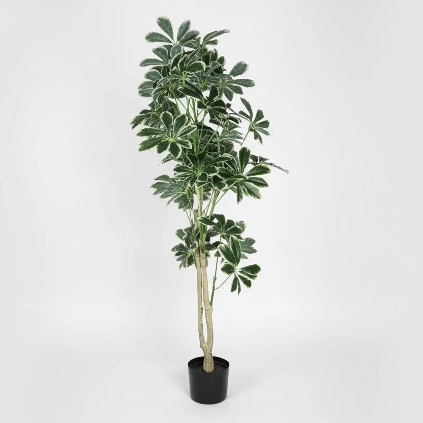 Lule / Peme fiku / 1.45m